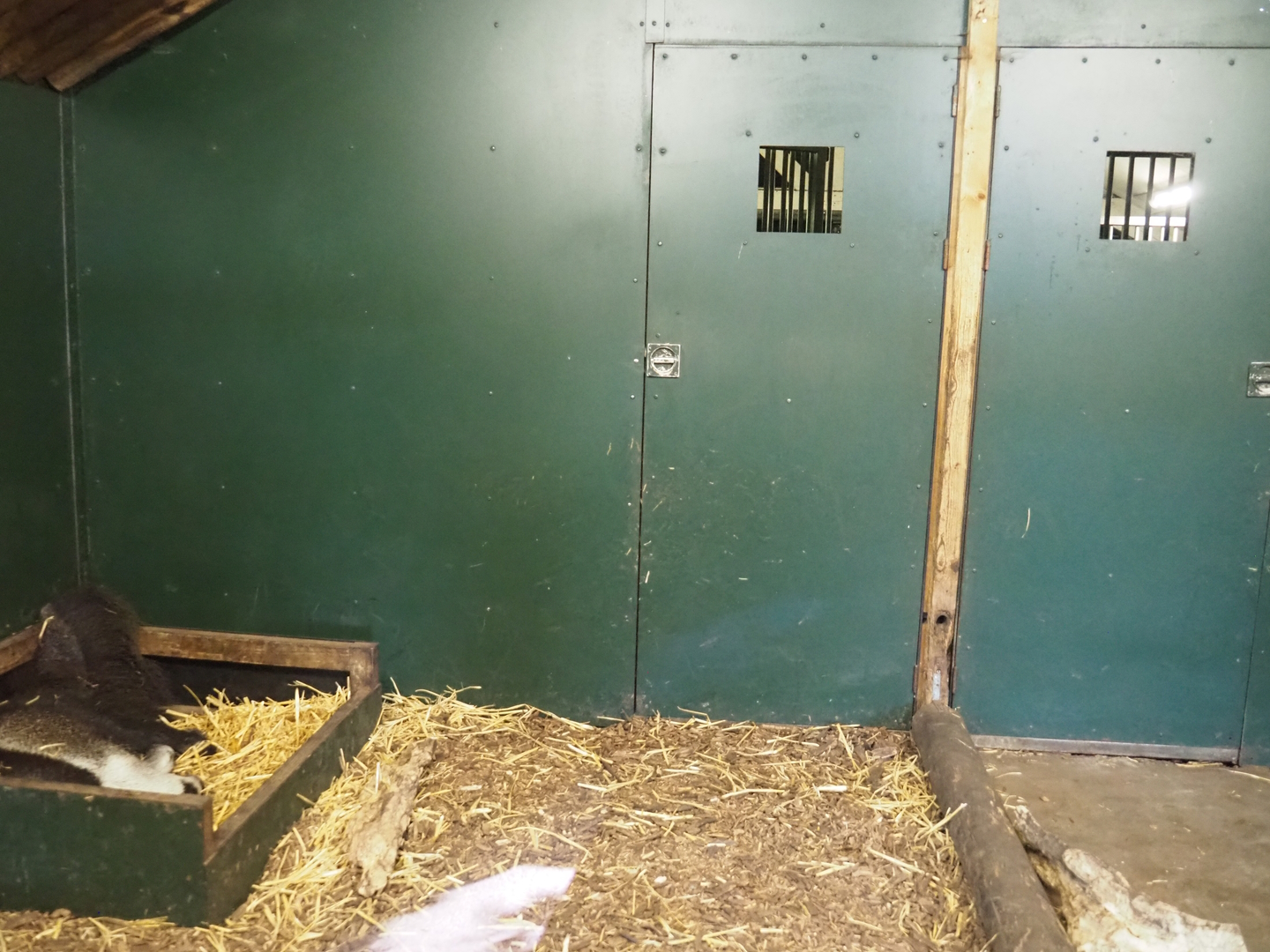 Second giant anteater indoor exhibit, 2022-10-09