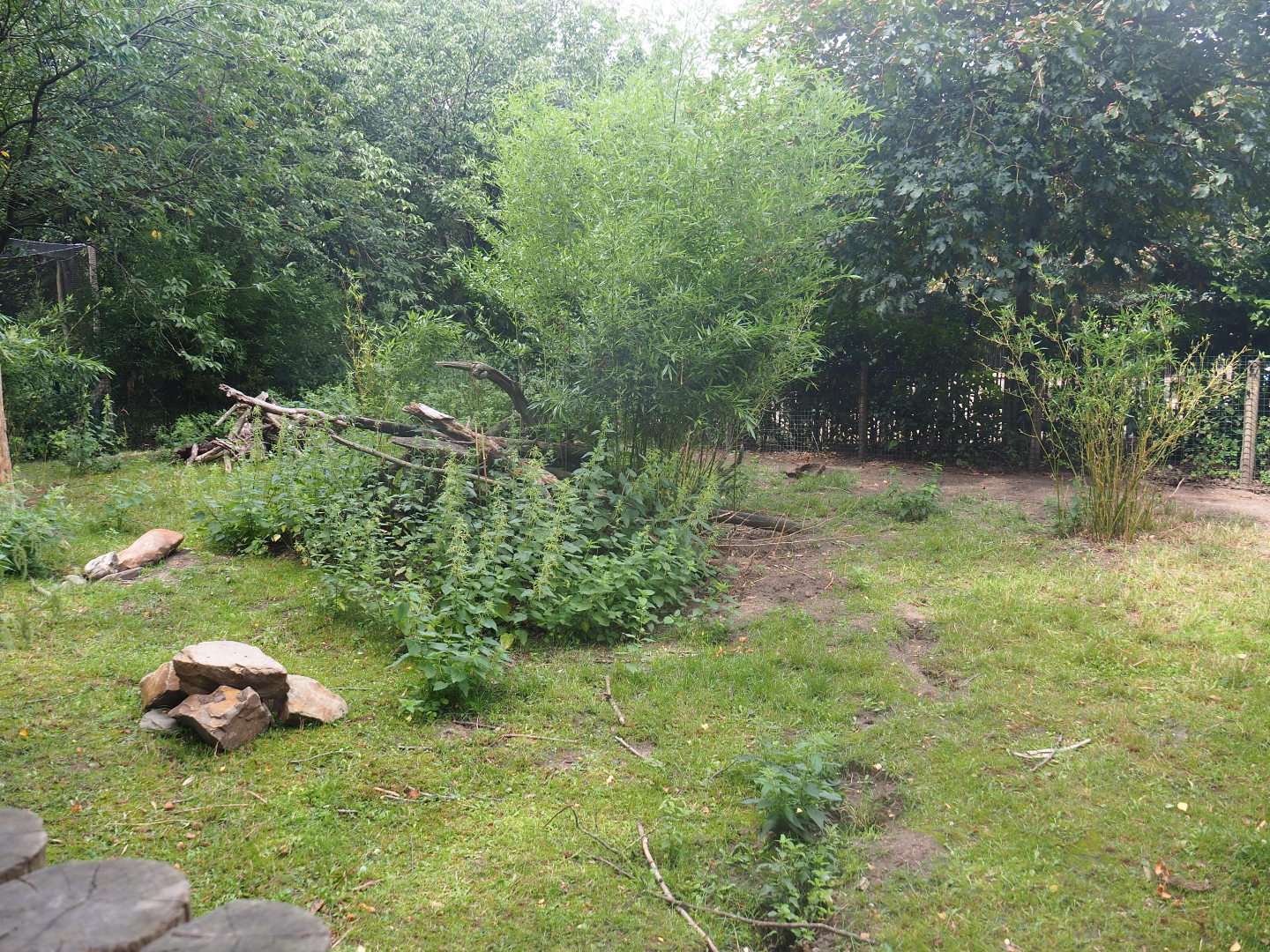 Second giant anteater paddock, 2019-08-11