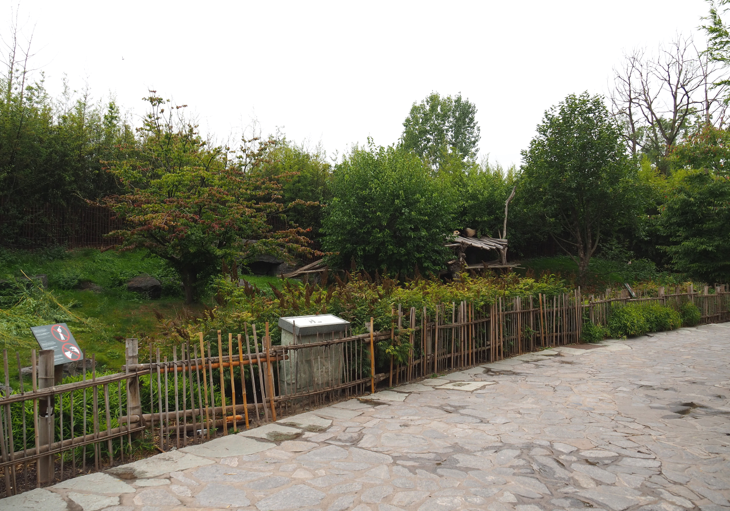 Second Giant panda exhibit - Xing Hui, 2020-09-03