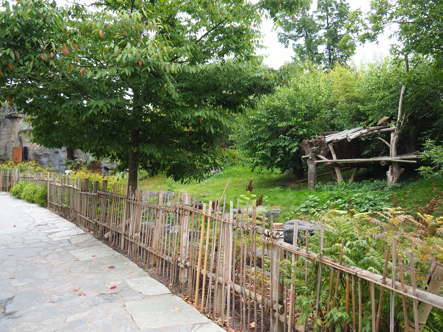 Second Giant panda exhibit - Xing Hui, 2020-09-03
