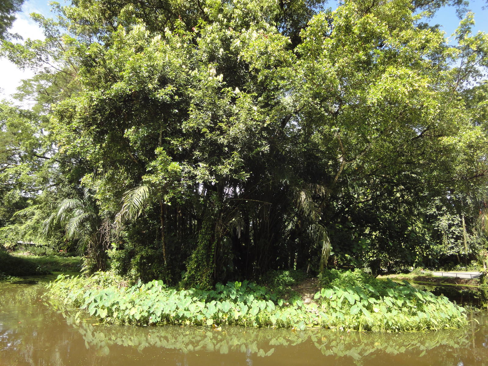 Second Gibbon Island