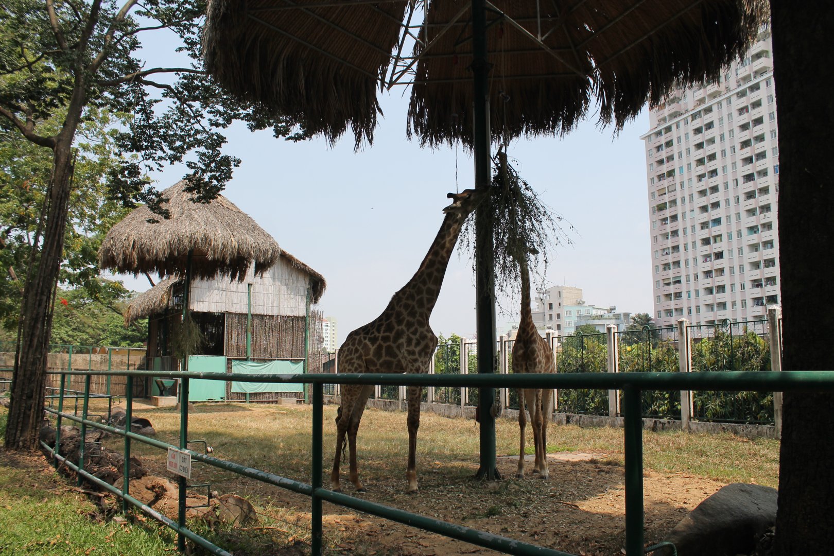 second giraffe enclosure