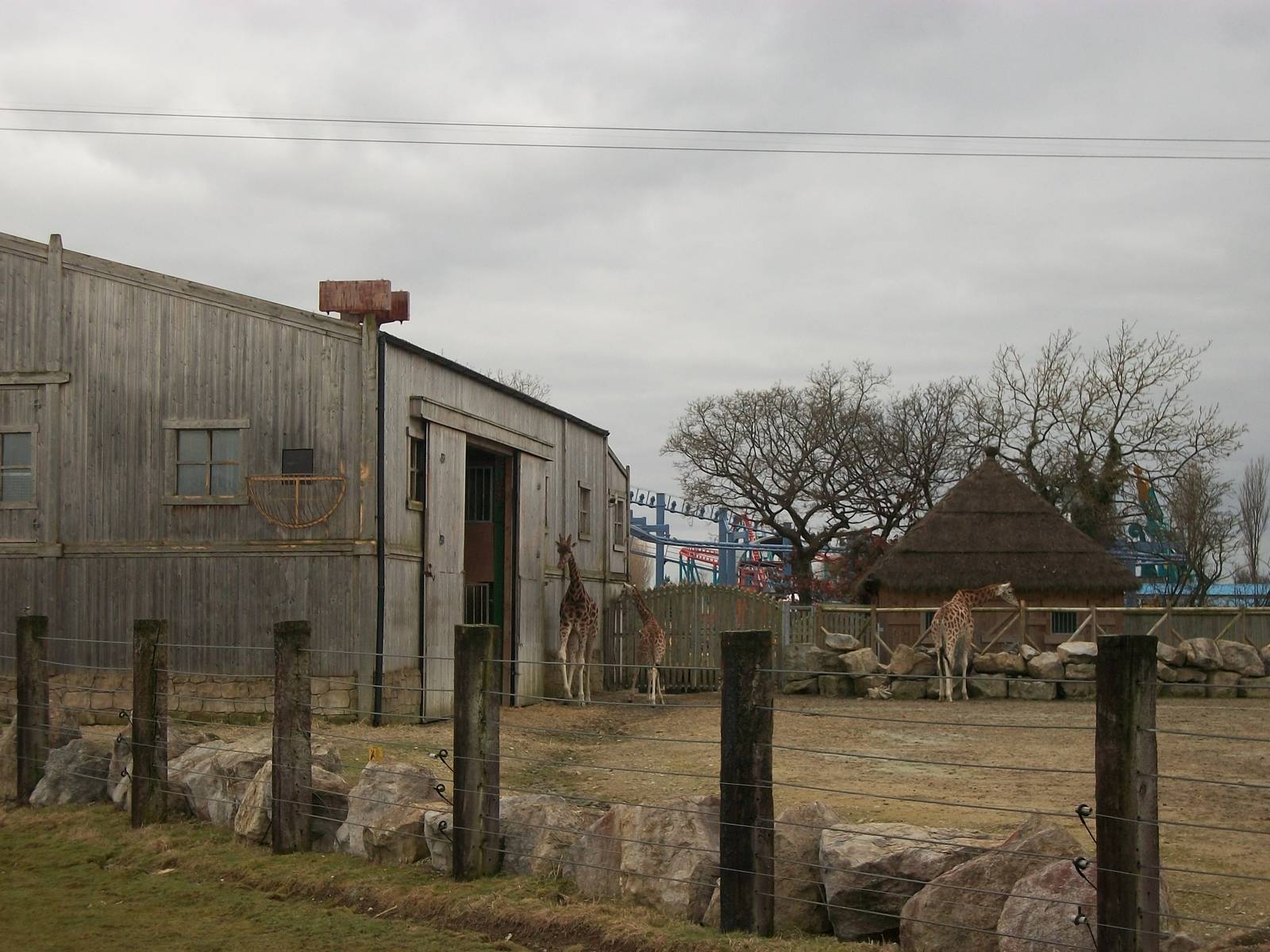Second Giraffe House 22nd February 2013