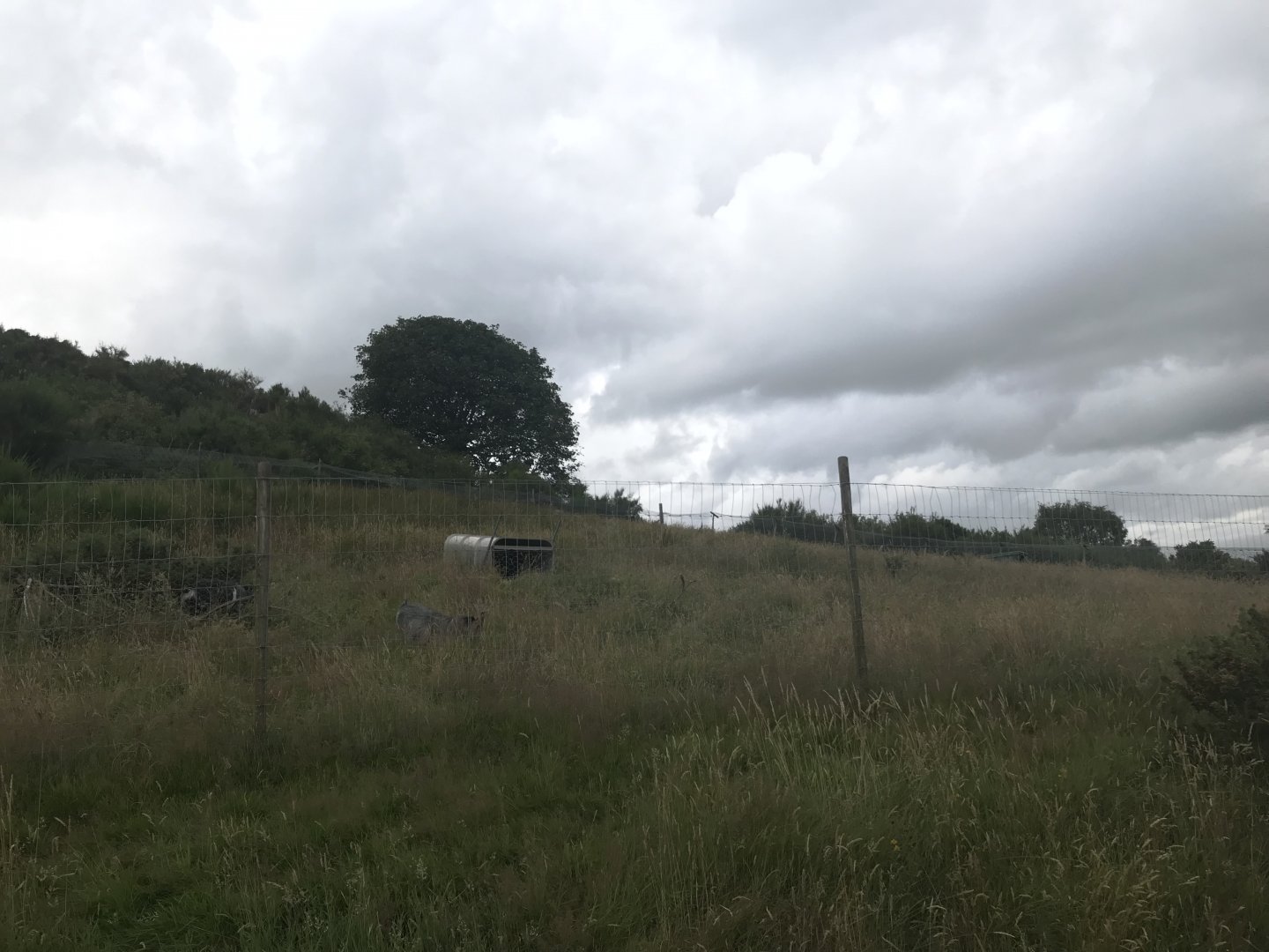 Second goat enclosure