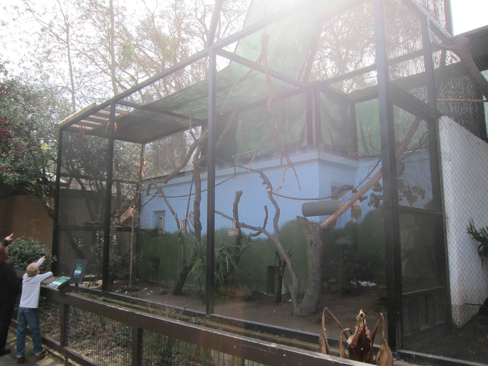 Second Golden Lion Tamarin Exhibit