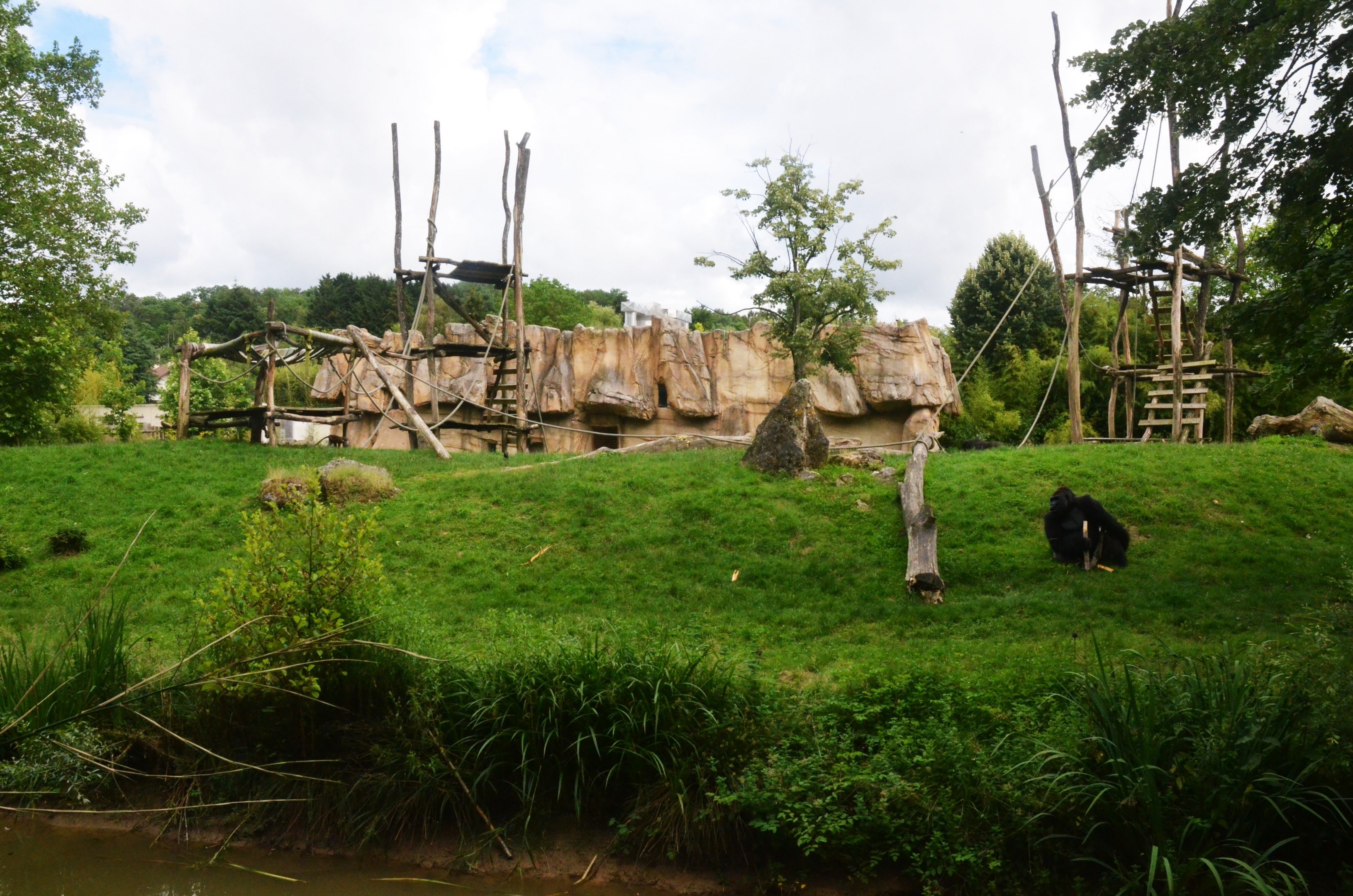 Second Gorilla (and Guenon) Enclosure at Beauval, 12/06/18