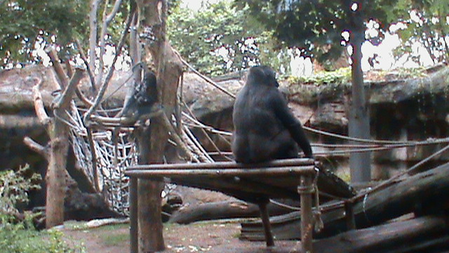 Second gorilla exhibit