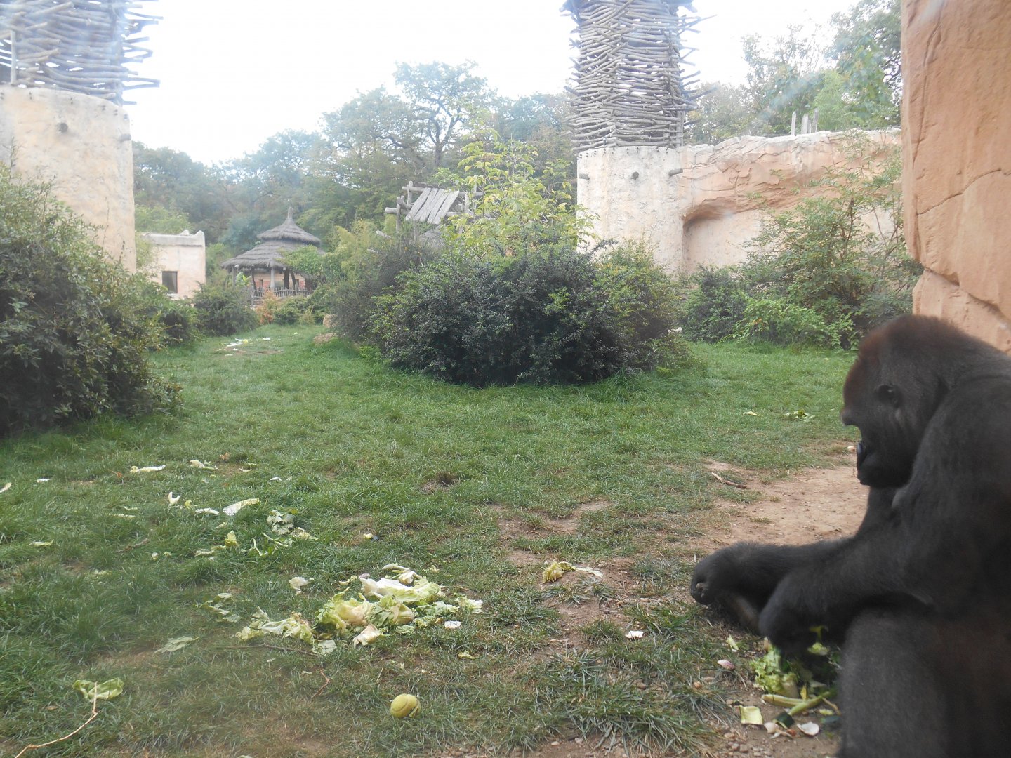 Second Gorillas Exhibit