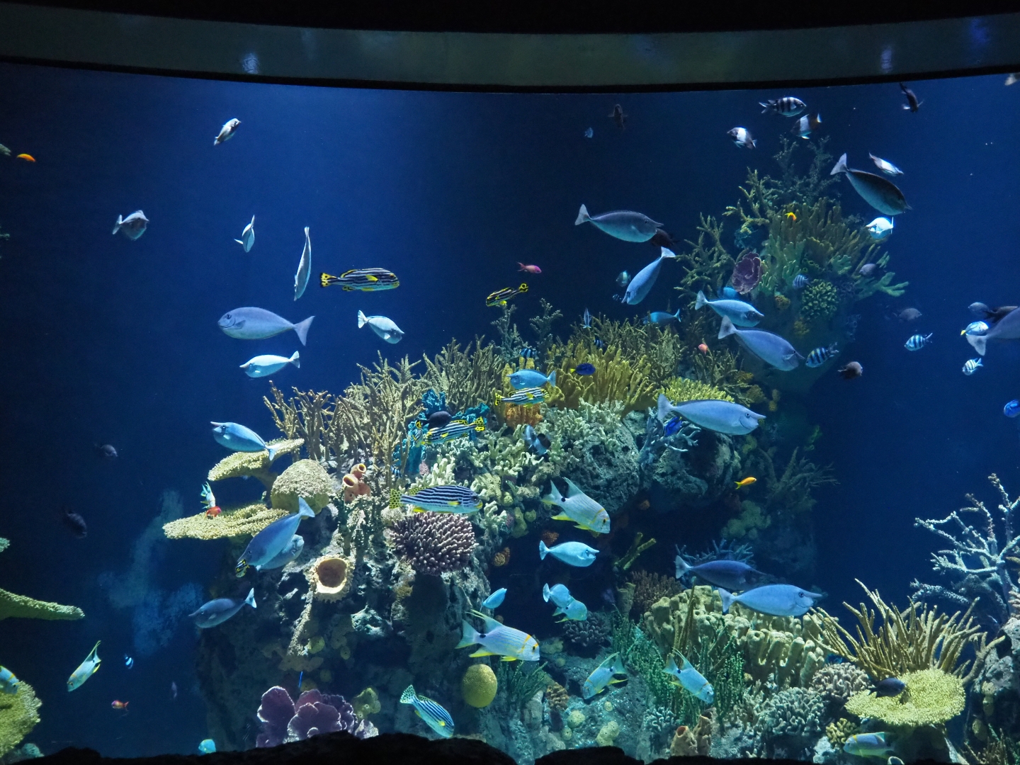 Second Great Barrier Reef tank (Nov 10th, 2018)
