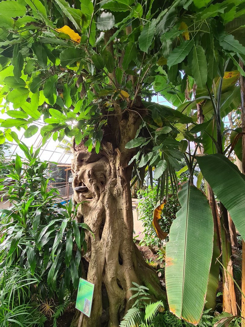 Second greenhouse - Cool tree