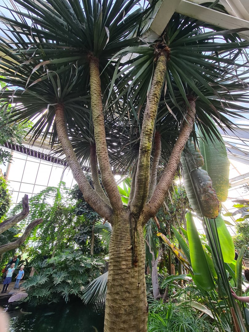 Second greenhouse - Cool tree