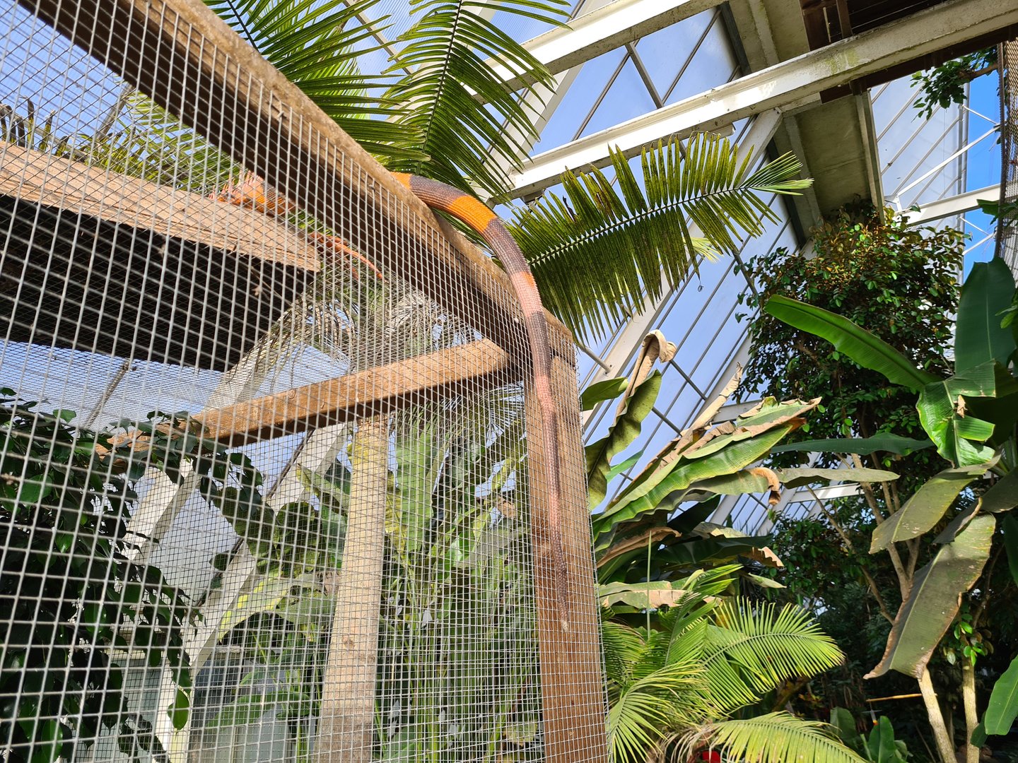 Second greenhouse - Green iguana on top of toucan enclosure