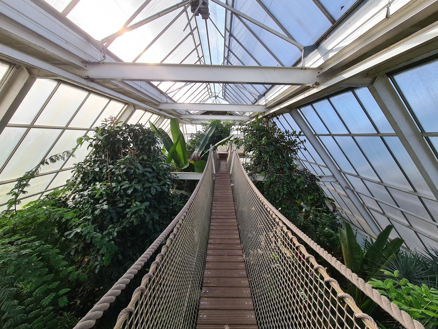 Second greenhouse - Hanging bridge