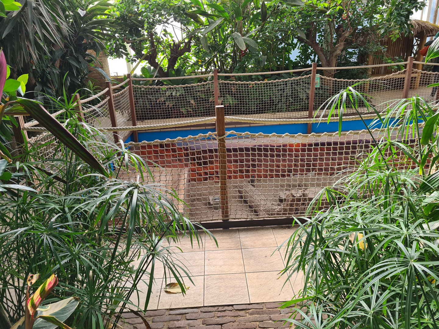 Second greenhouse - Meerkat enclosure