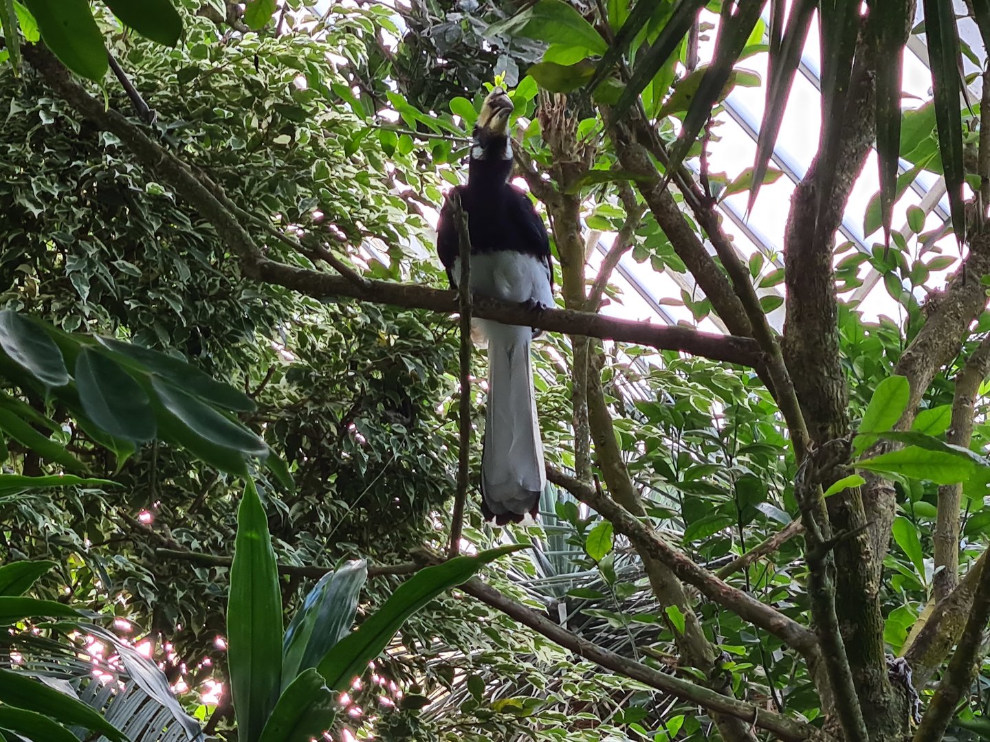 Second greenhouse - Sunda pied hornbill
