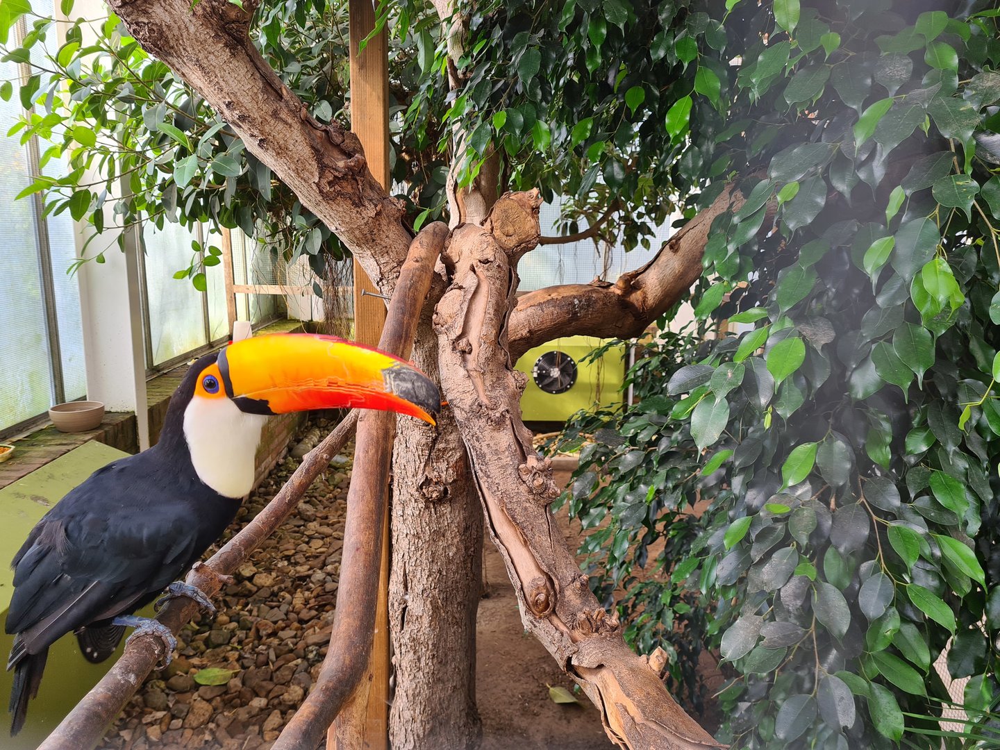 Second greenhouse - Toco toucan