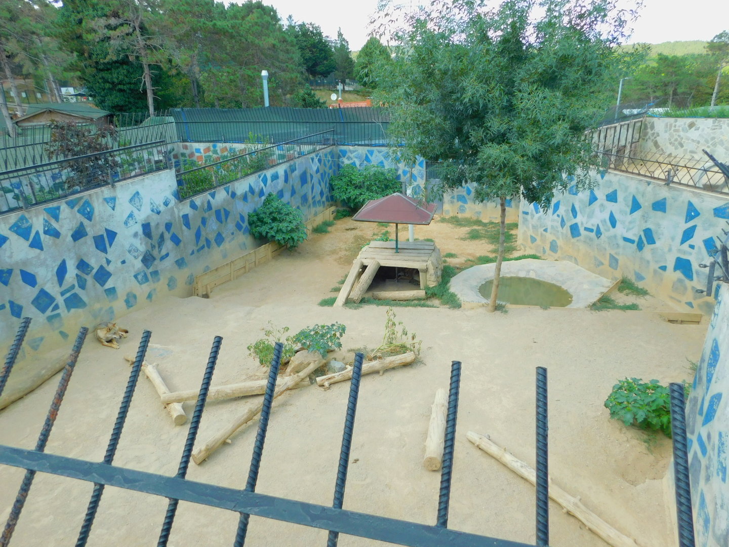 Second Grey Wolf Enclosure at Park Of Istanbul