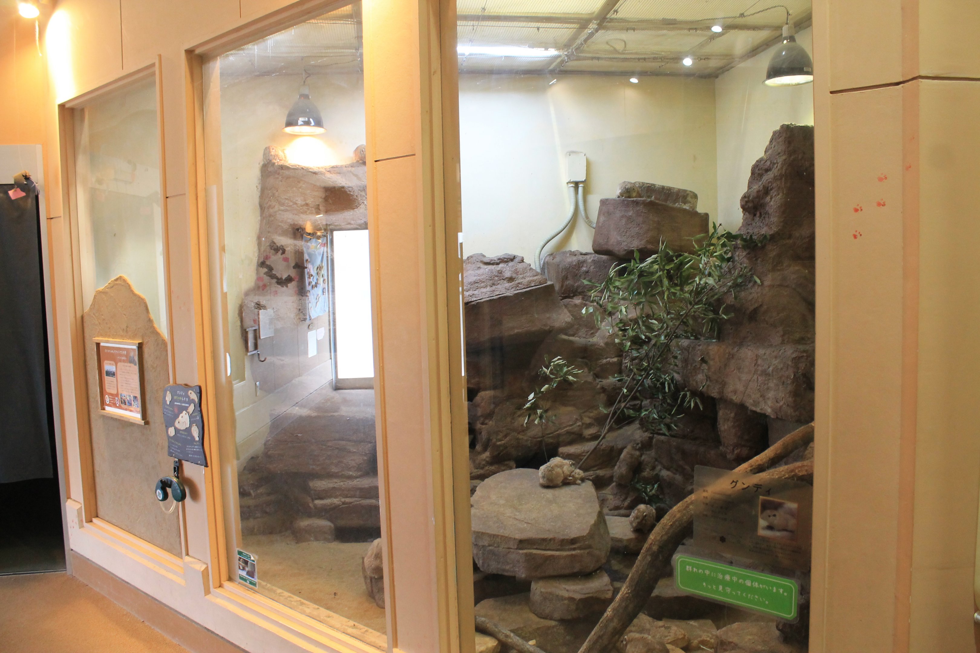 Second Gundi enclosure - Saitama Childrens Zoo