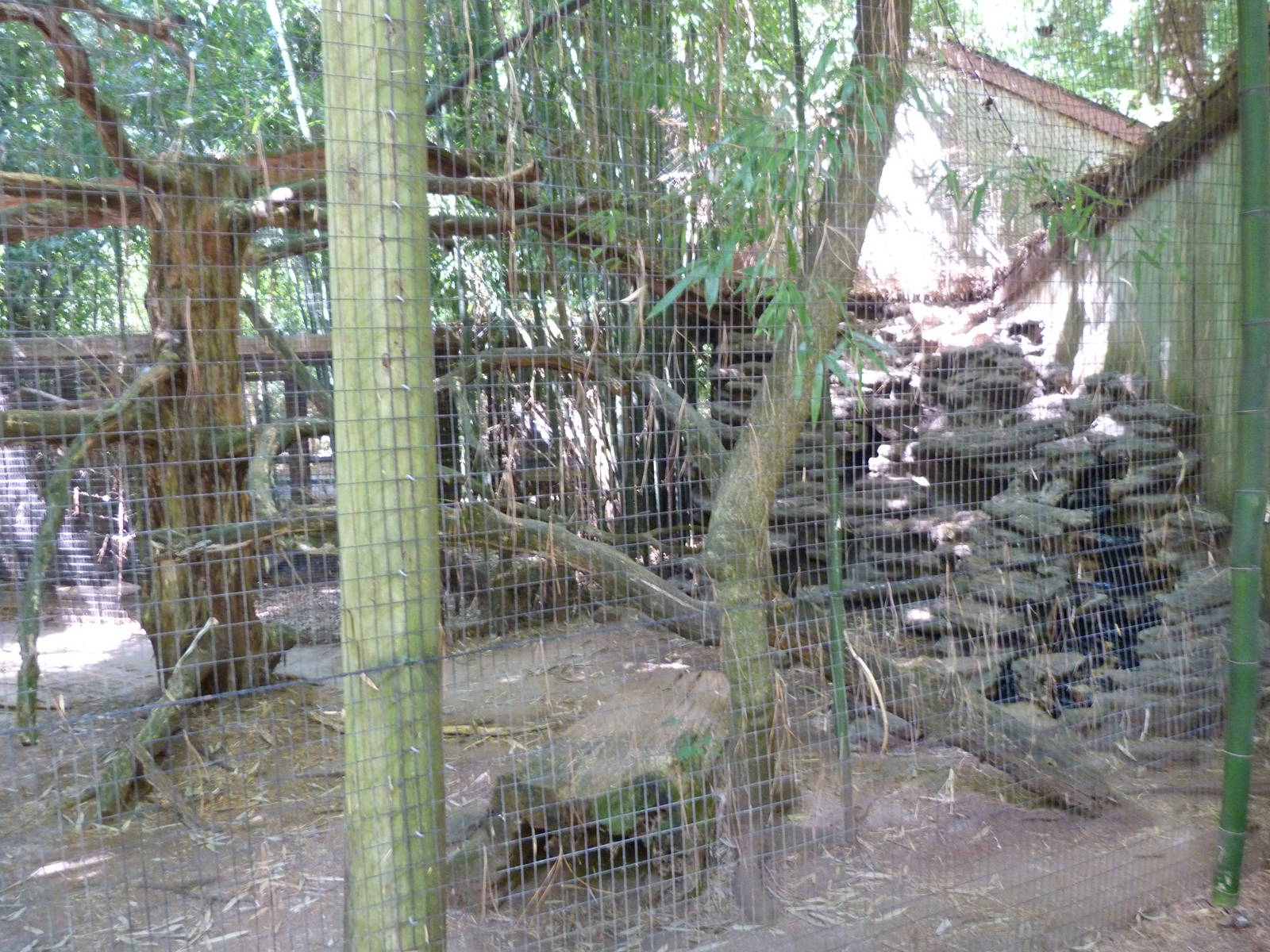 Second Half of the Ocelot Exhibit - 9/7/13