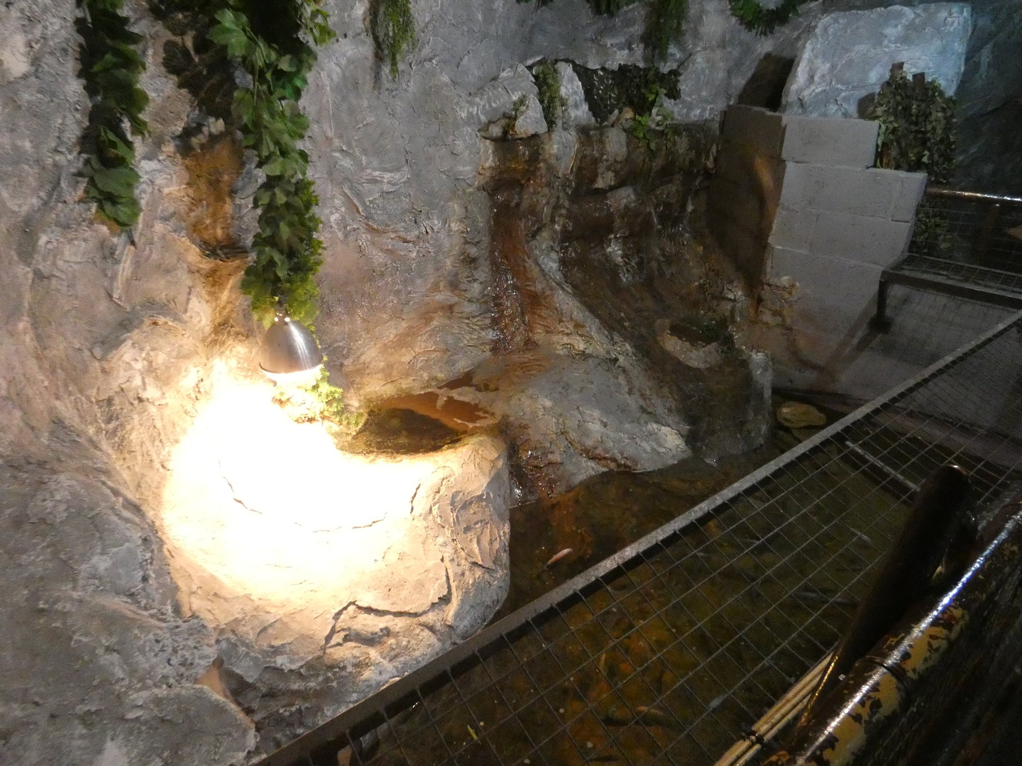 Second half of the spectacled caiman enclosure