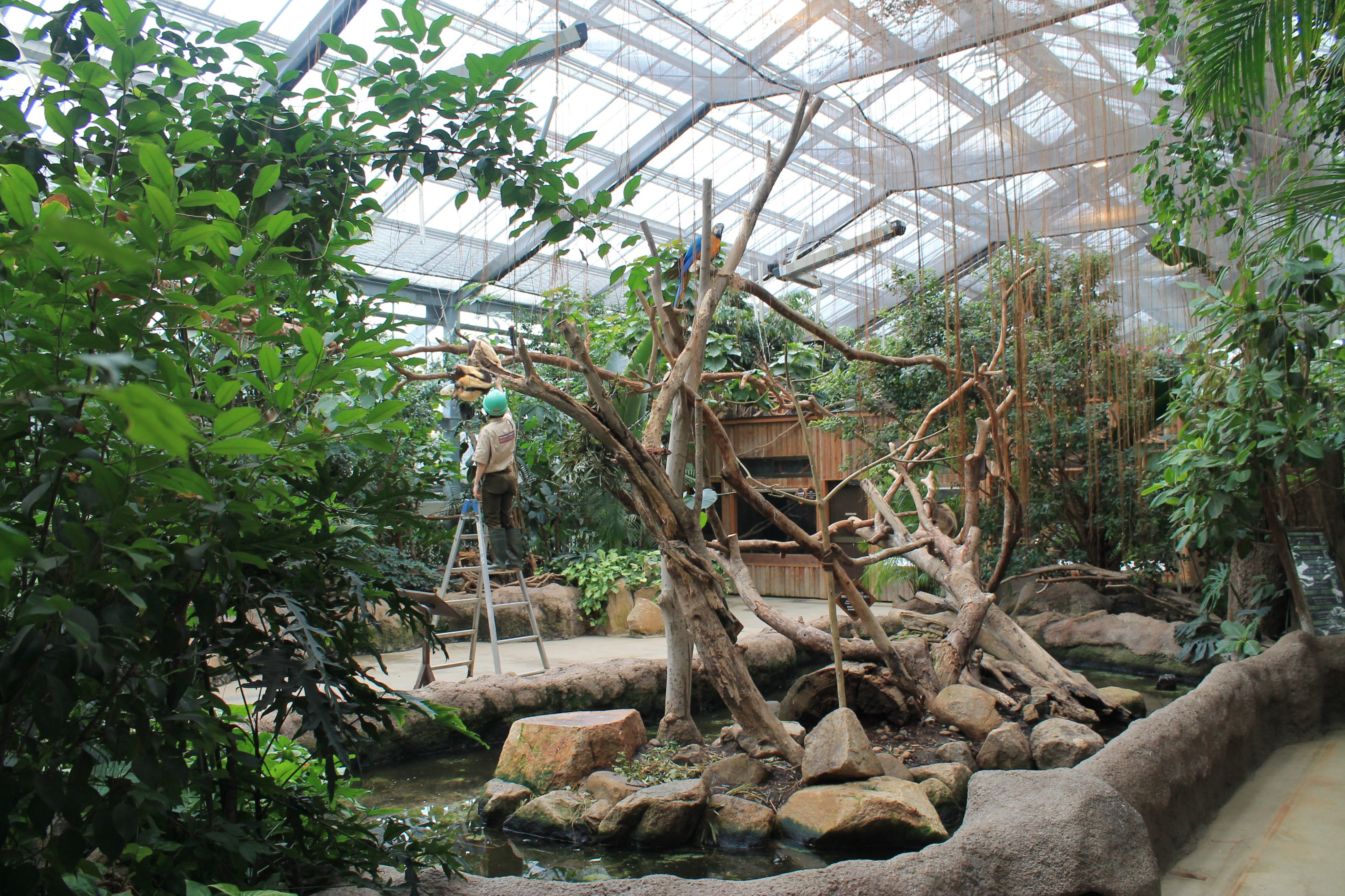 Second hall of Tropical Forest