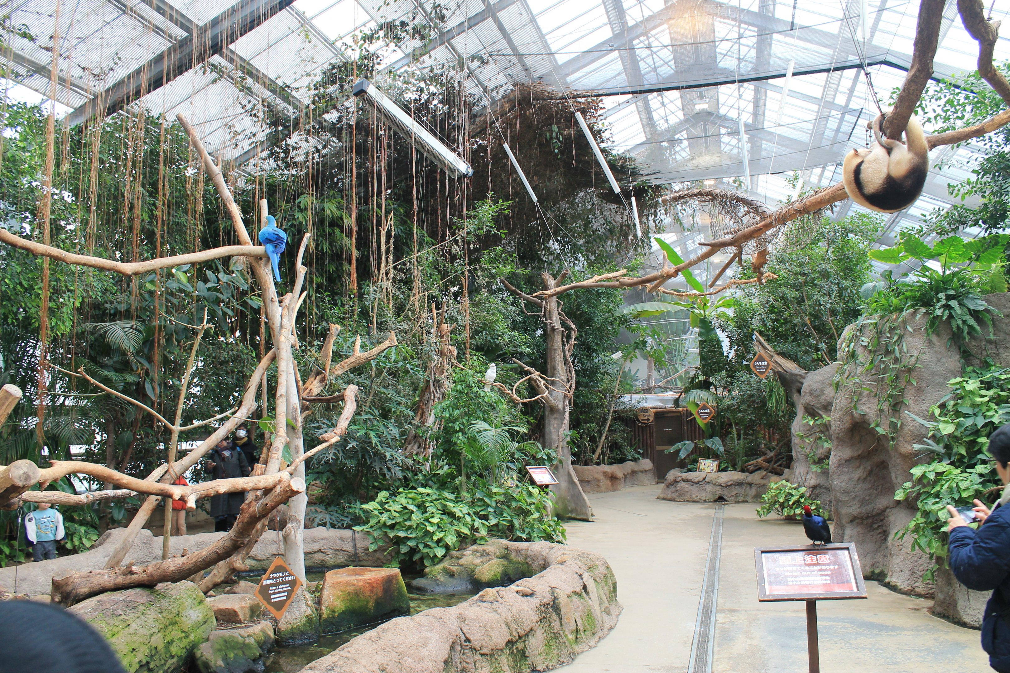 Second hall of Tropical Forest