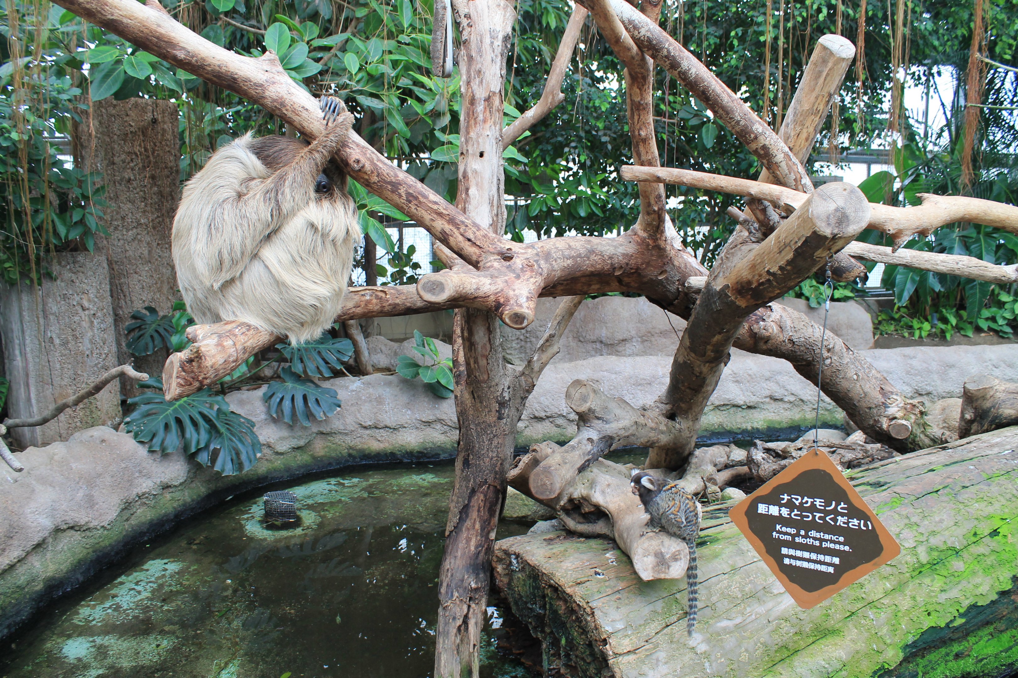 Second hall of Tropical Forest