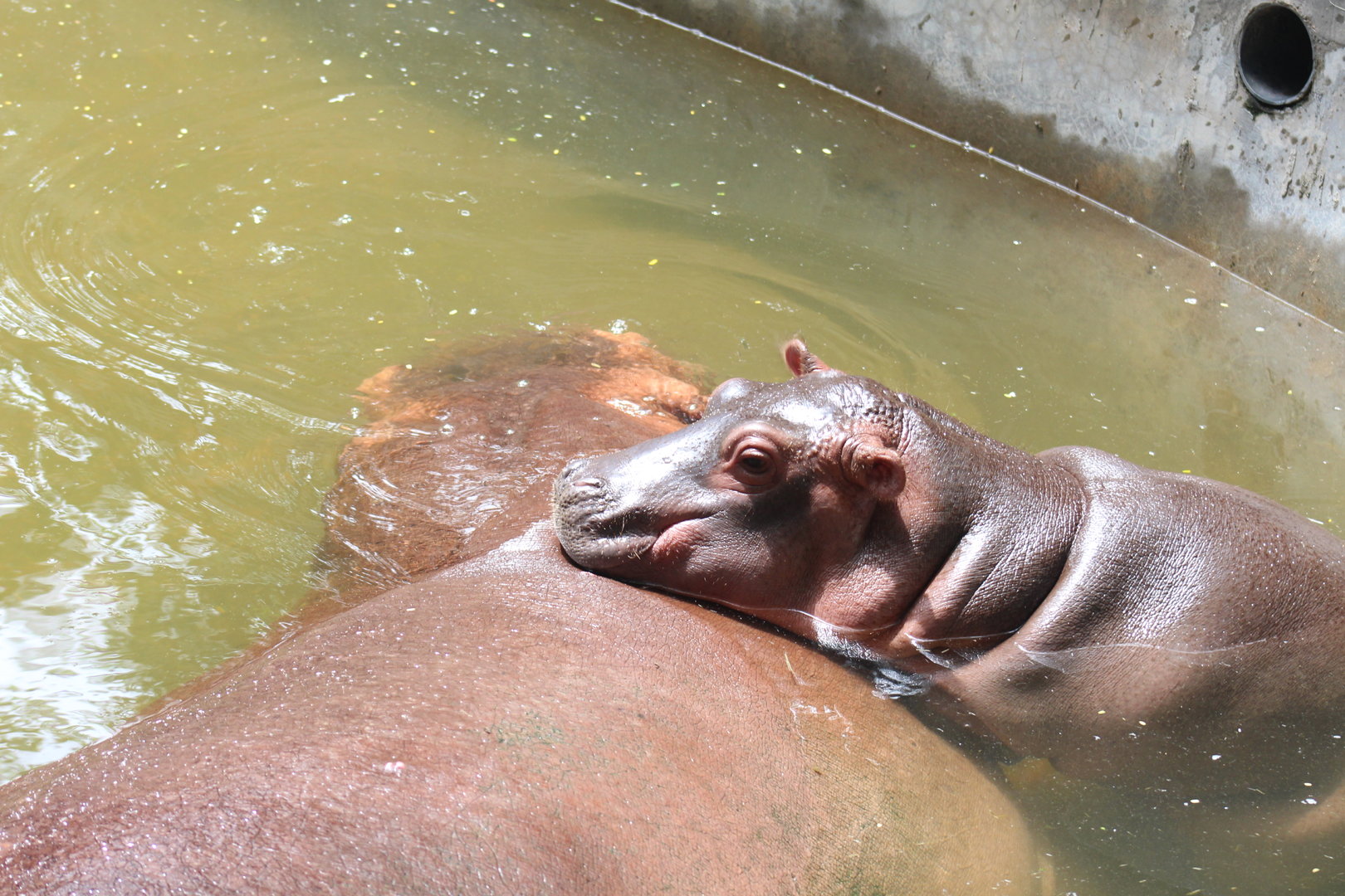 Second hippo calf born this year