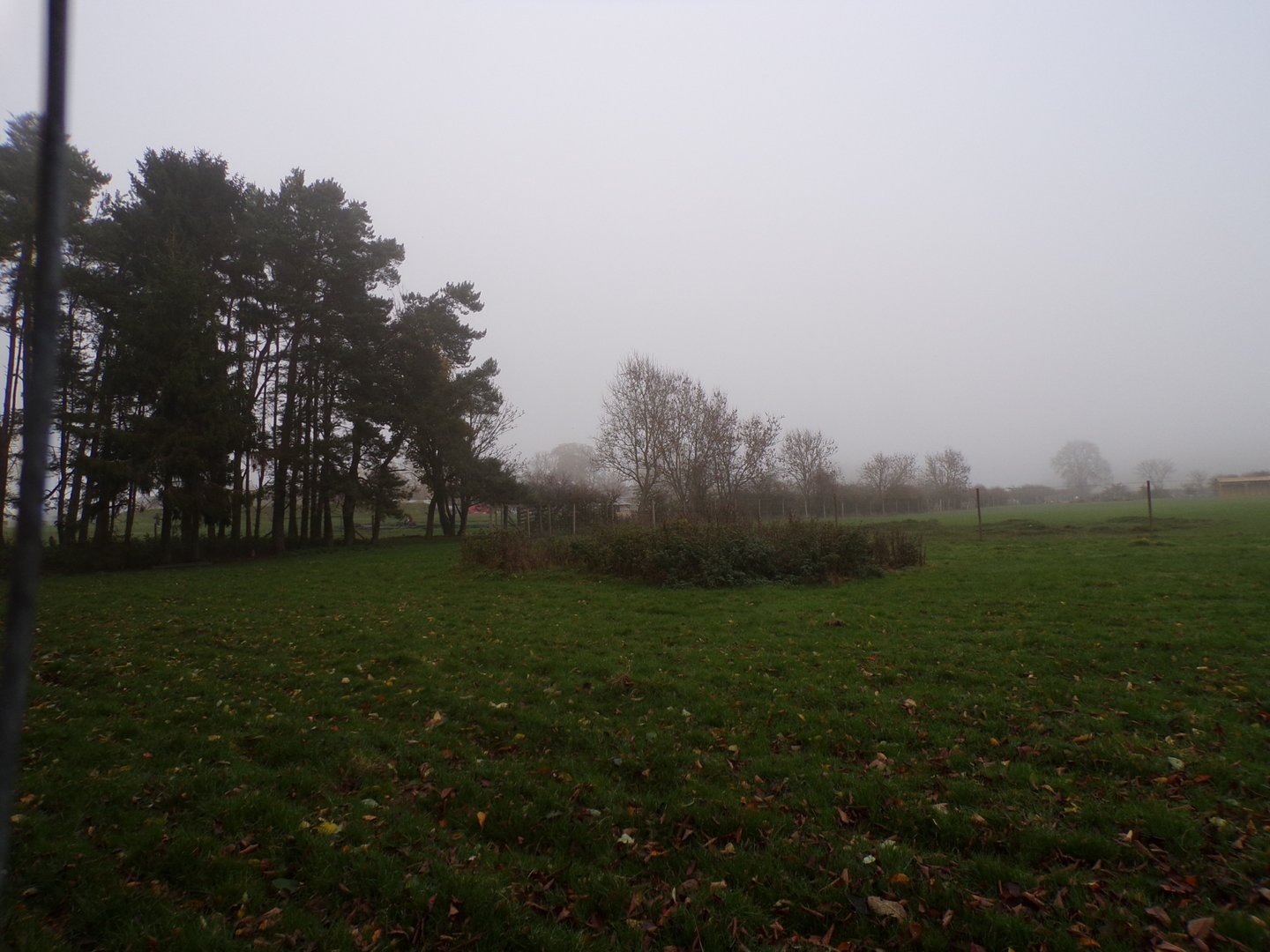 Second hog deer enclosure (2)
