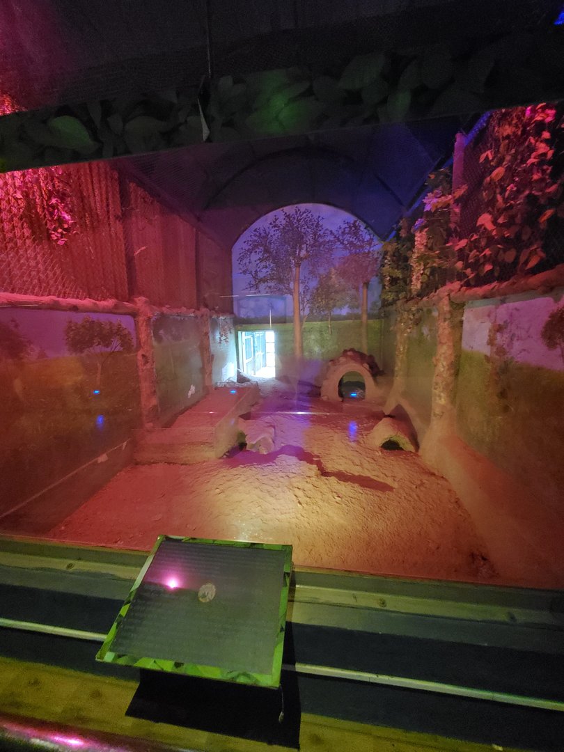 Second Indian Crested Porcupine Exhibit - January 2023