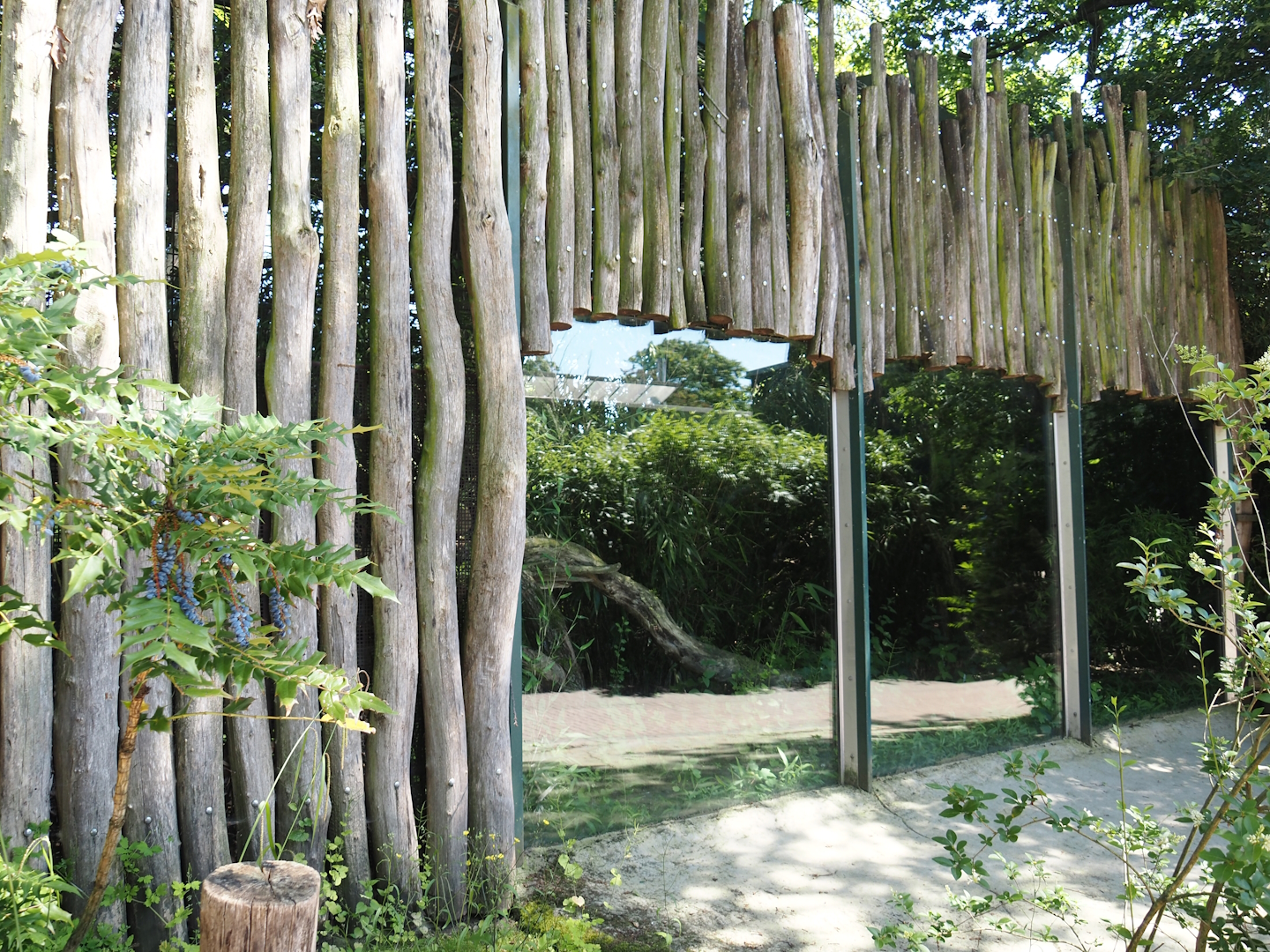Second Indochinese clouded leopard exhibit, 2024-06-08