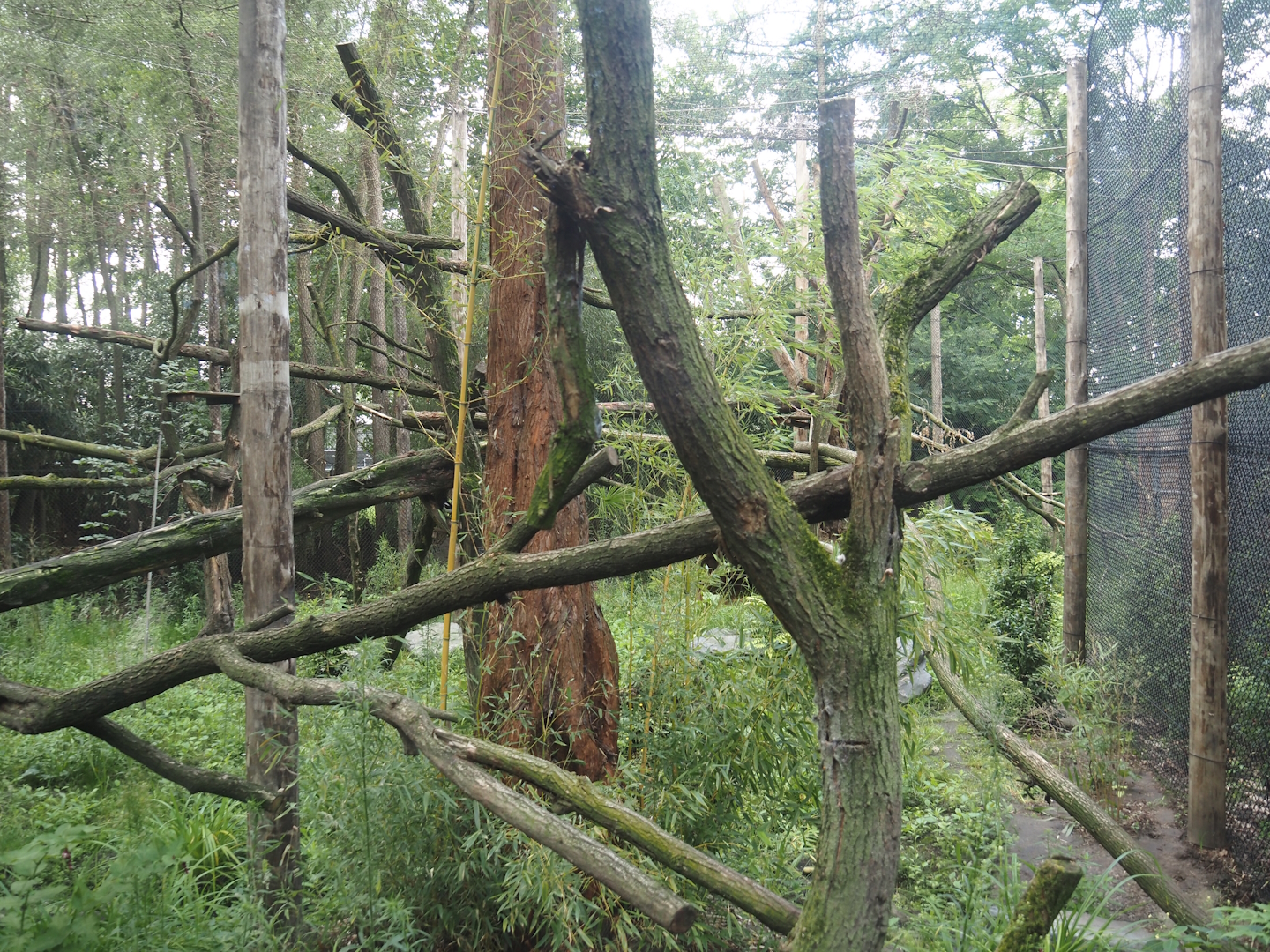 Second Indochinese clouded leopard exhibit, 2025-08-03