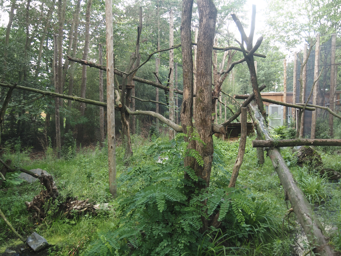 Second Indochinese clouded leopard exhibit, 2025-08-03