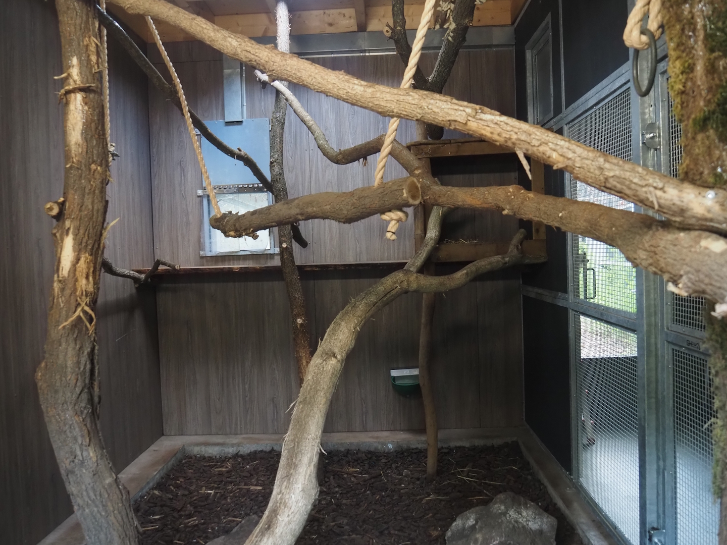 Second Indochinese clouded leopard indoor exhibit, 2025-08-03