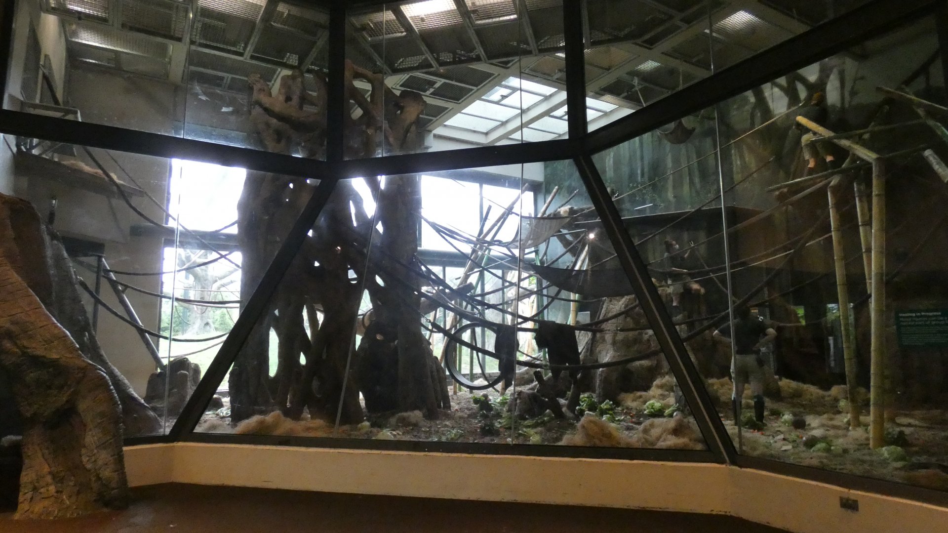 Second Indoor Exhibit, Center For African Apes - July 2021