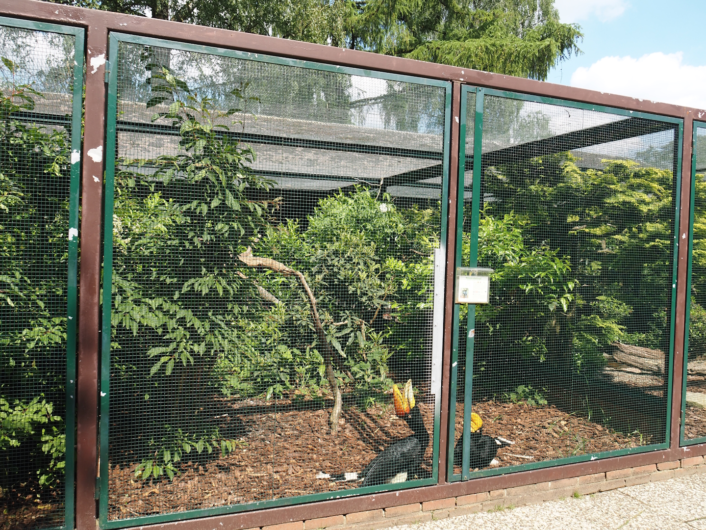 Second Javan rhinoceros hornbill aviary in the Fasanerie, 2024-05-23