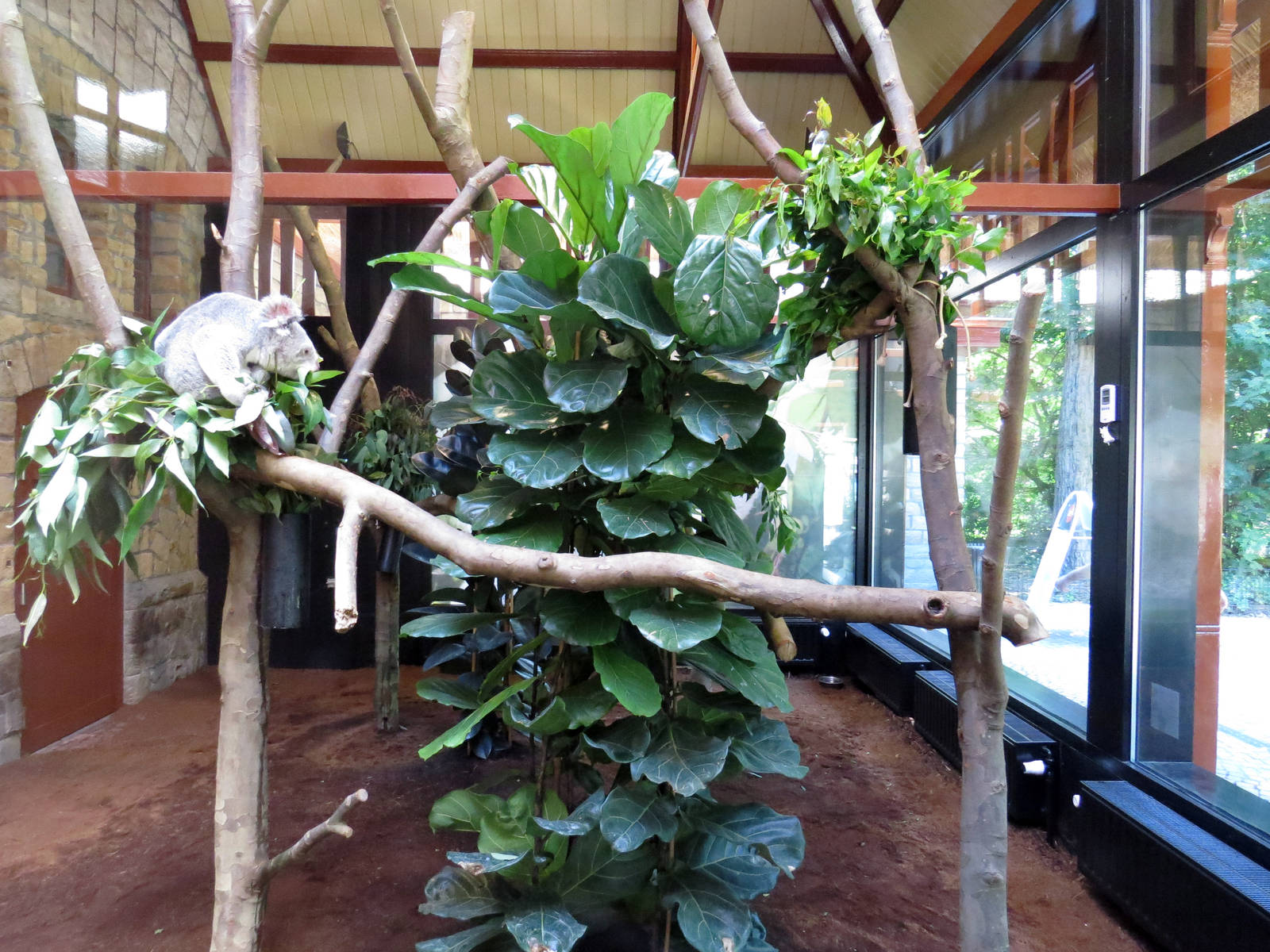 Second koala enclosure, June 2015