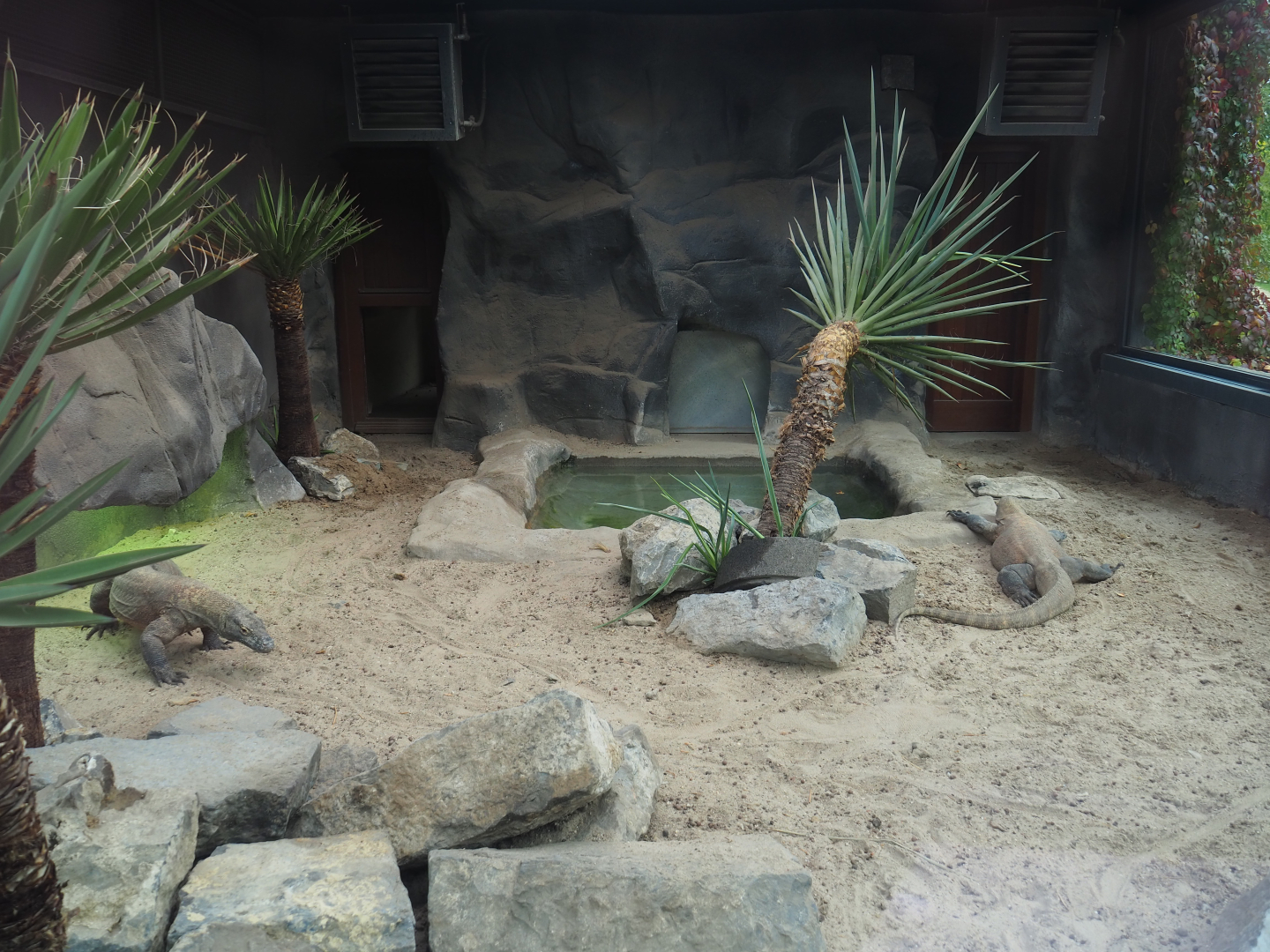 Second Komodo dragon exhibit, 2019-10-04