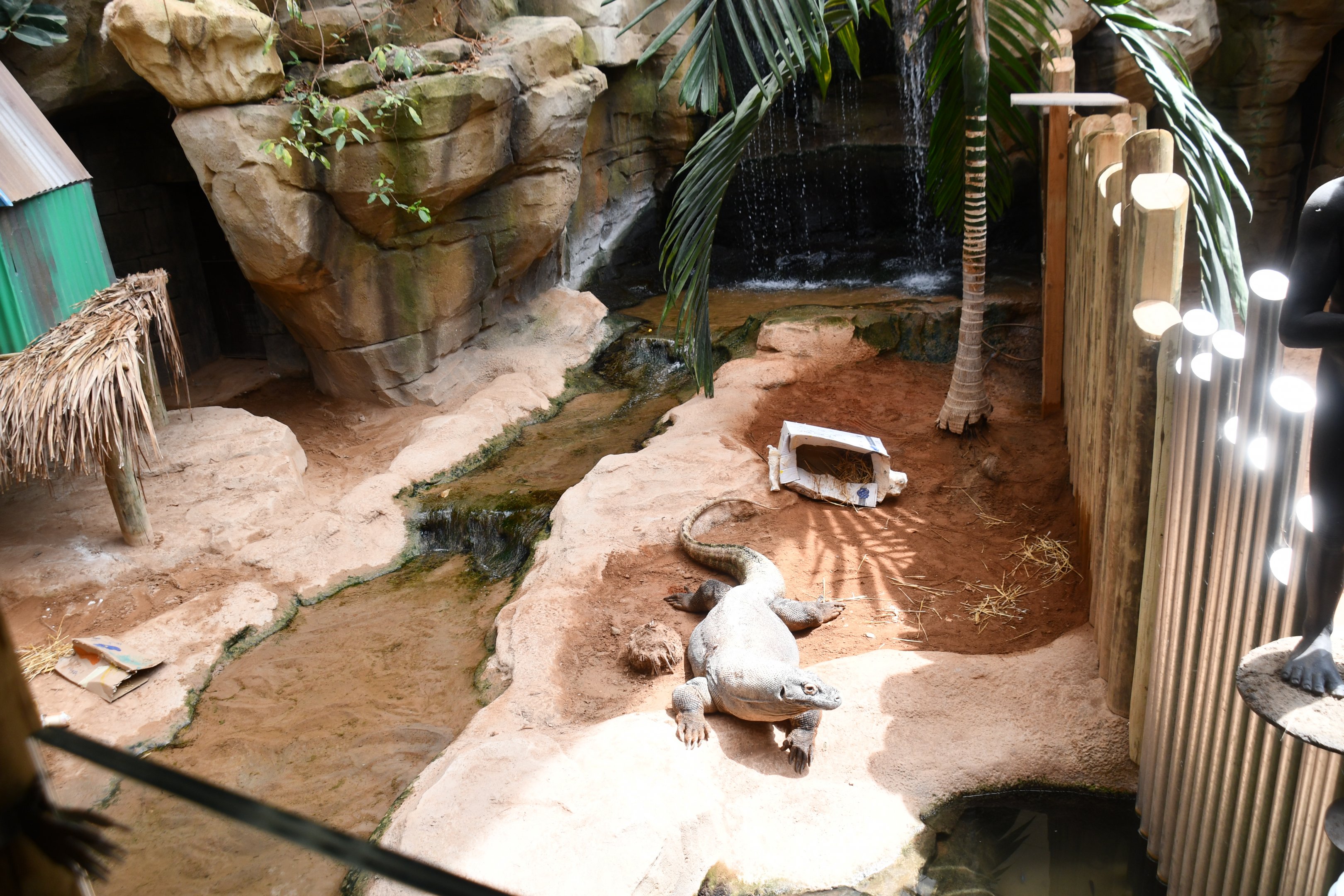 second Komodo Dragon exhibit (House of Giants)