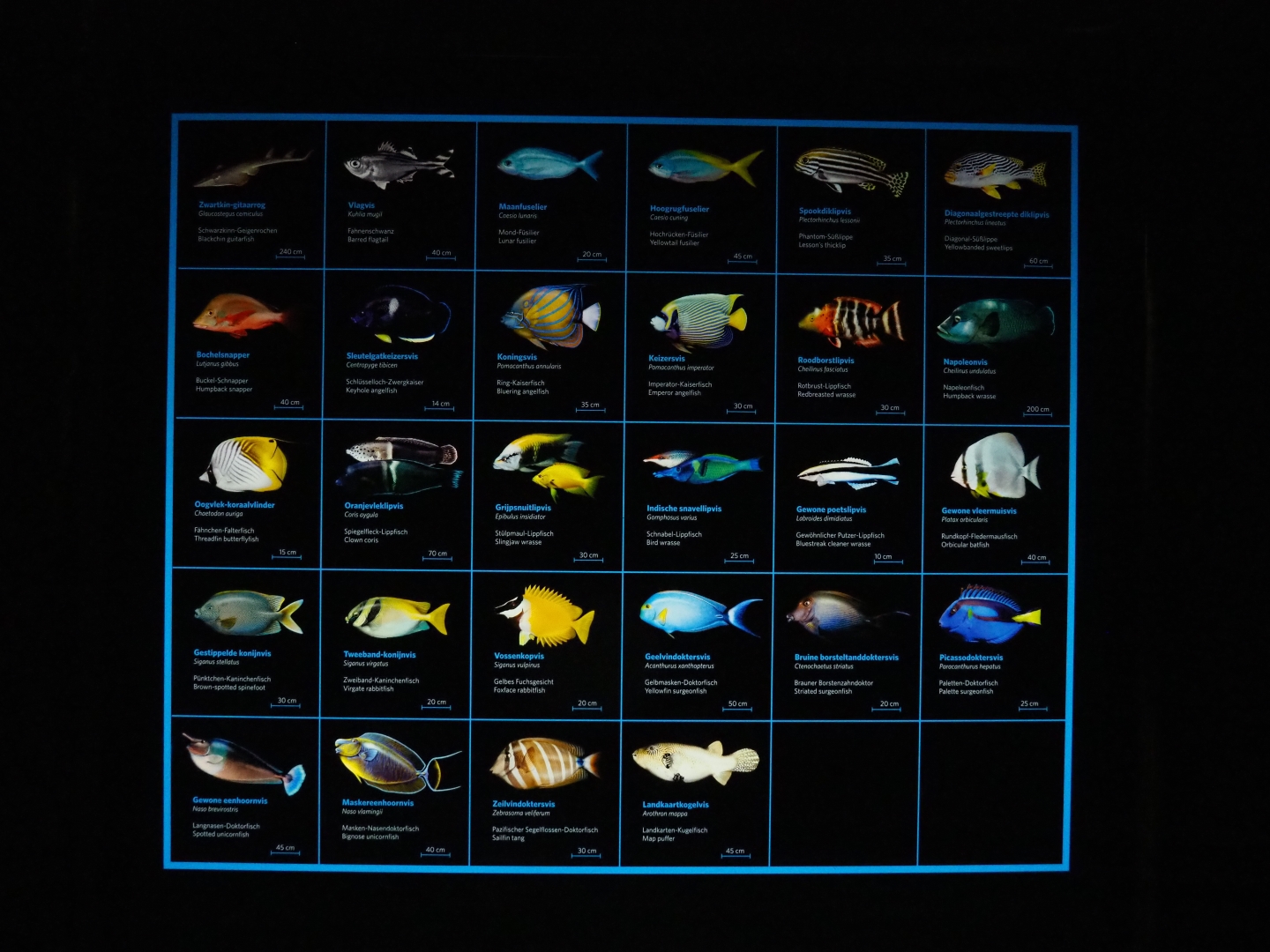 Second lagoon tank species signs (Sep 16th, 2018)