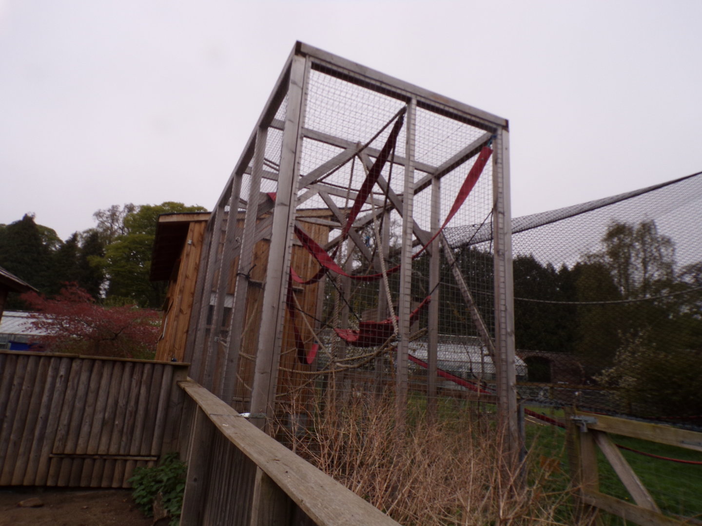 Second Lar gibbon enclosure holding area 7.5.23