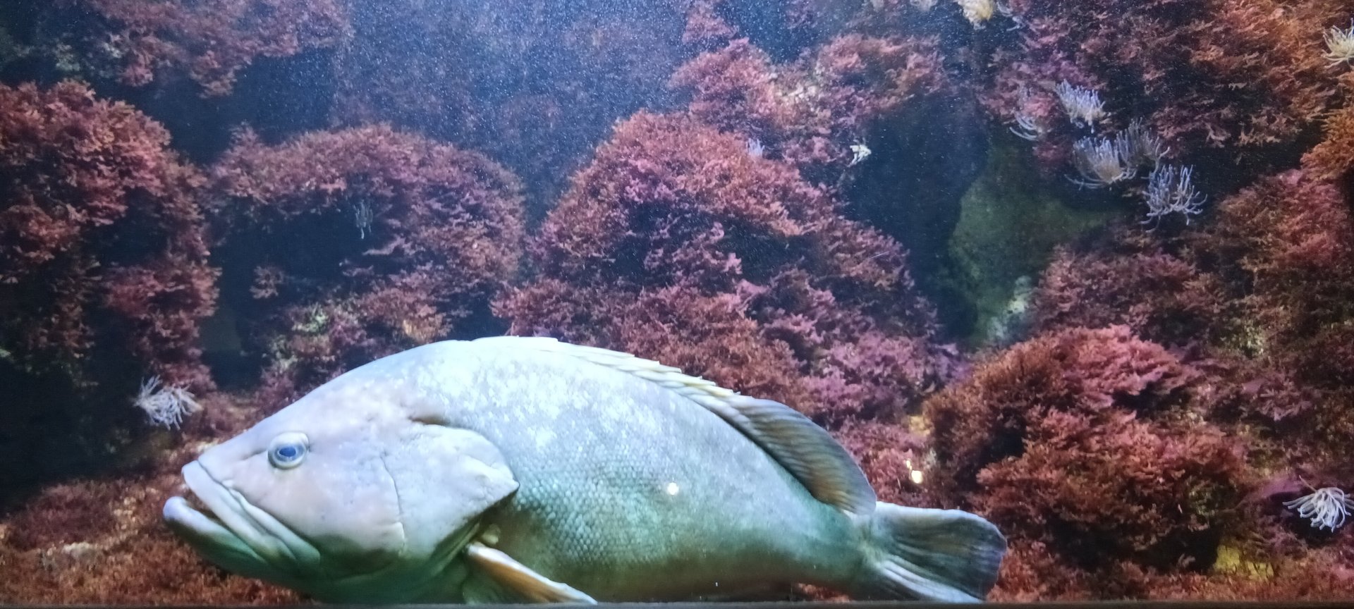 Second large Mediteranean Sea Tank