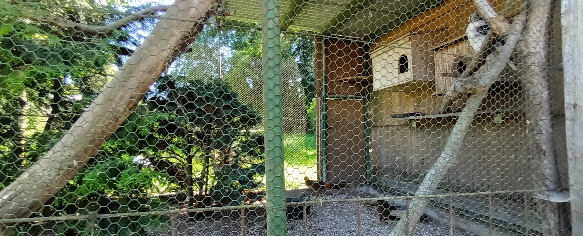 Second Laughing Kookaburra and Ring necked Pheasant Aviary