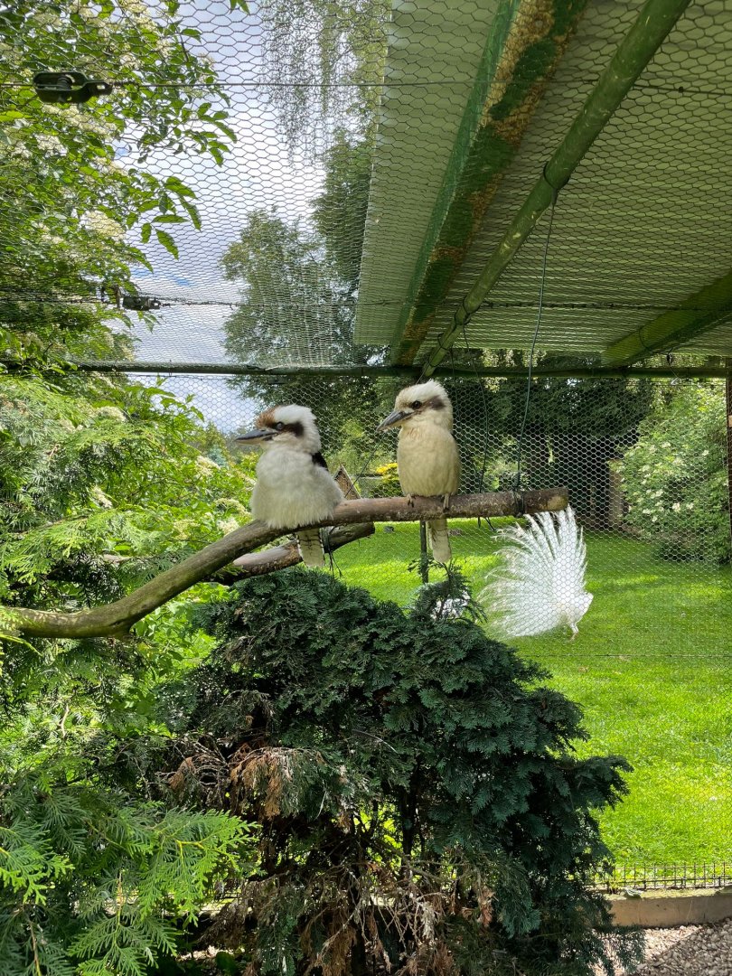 Second Laughing Kookaburra Aviary and White Peafowl