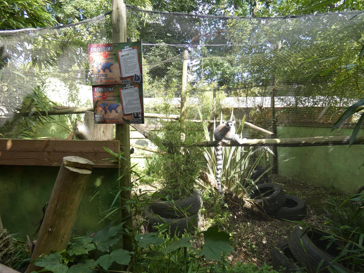 Second Lemur enclosure