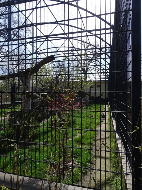 Second leopard enclosure