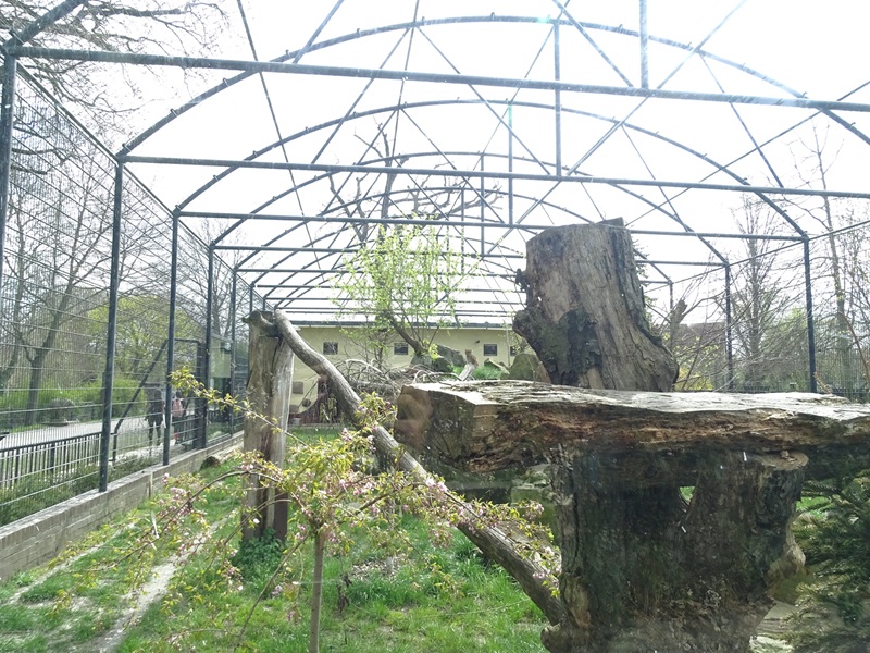 Second leopard enclosure