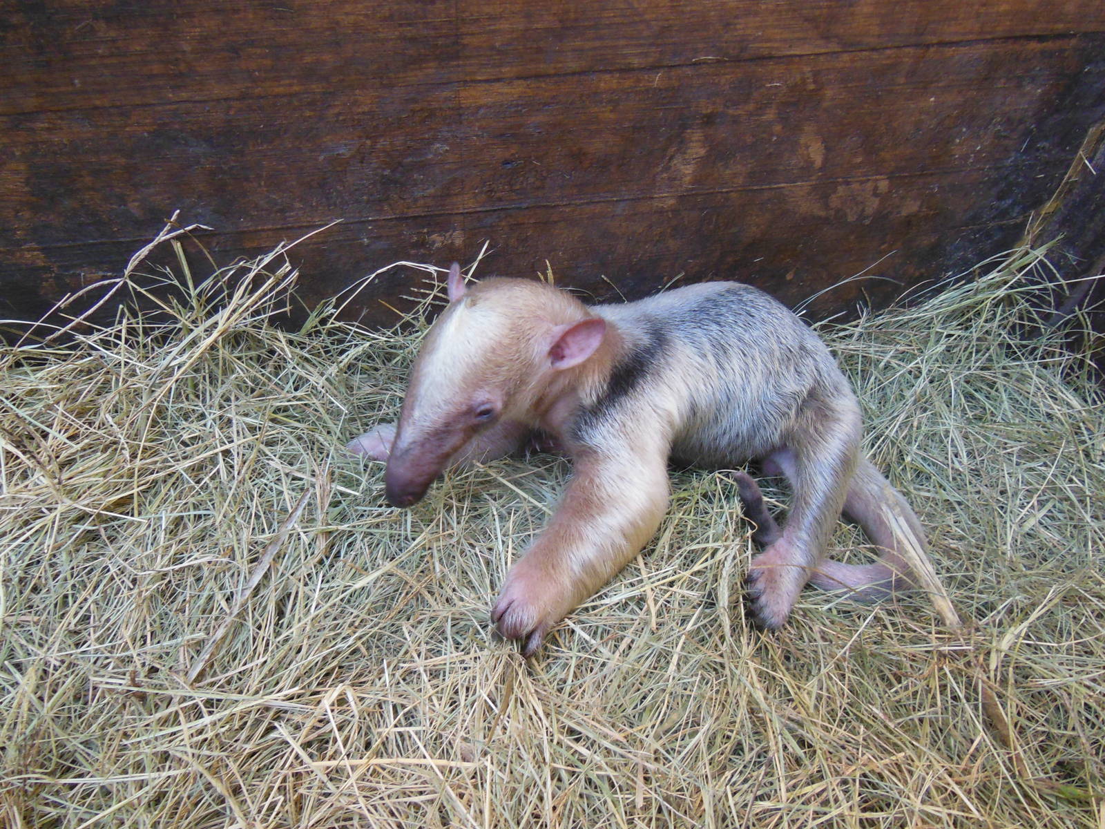 Second Lesser Anteater born in Bioparque (Feb.  27, 2015)