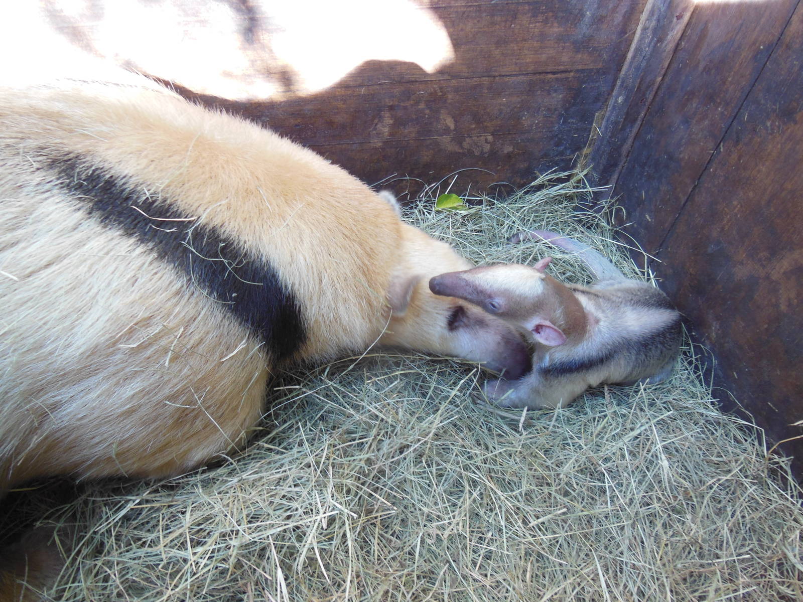 Second Lesser Anteater born in Bioparque (Feb. 27, 2015)