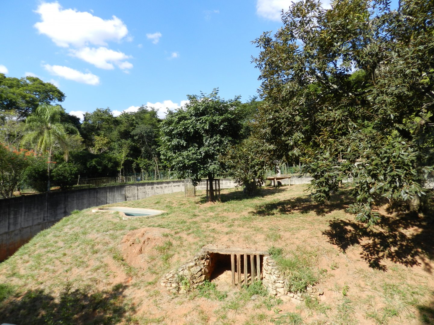 Second lion exhibit - Belo Horizonte zoo